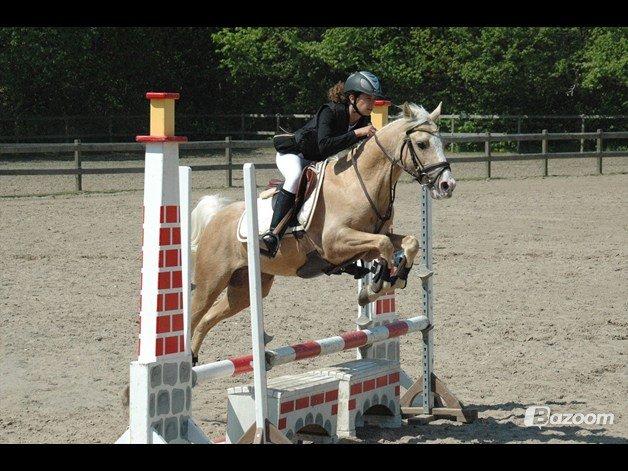 Palomino Yabadoo - fuld fart frem <3 billede 11