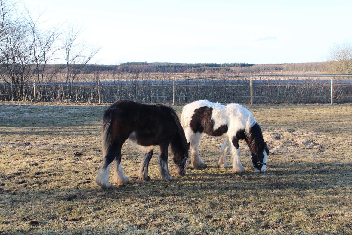 Irish Cob Lucy Caomh af Lærkegaarden - Lidt afslapning bliver der også tid til. billede 13