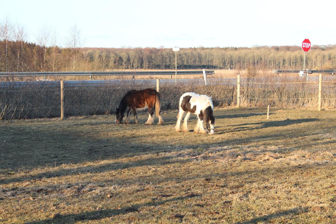 Irish Cob Haven´s Mella - Mella med hendes nye legekammerat Lucy. billede 18
