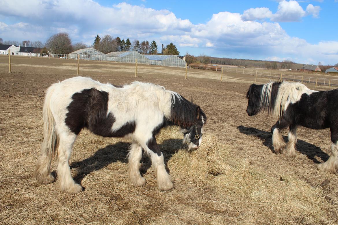 Irish Cob Haven´s Mella - Mella med "pædagokken" Malou. Nu næsten 11 måneder gammel. billede 17