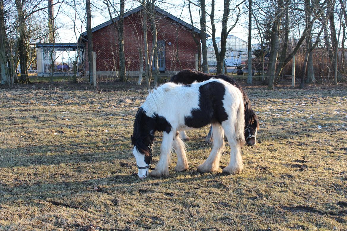 Irish Cob Haven´s Mella - Dejlig rund pige, hun mangler vist ikke noget. billede 19
