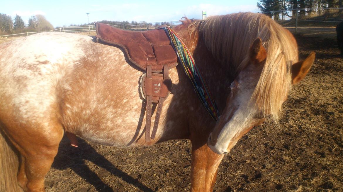 Appaloosa Mister Sebrano billede 15