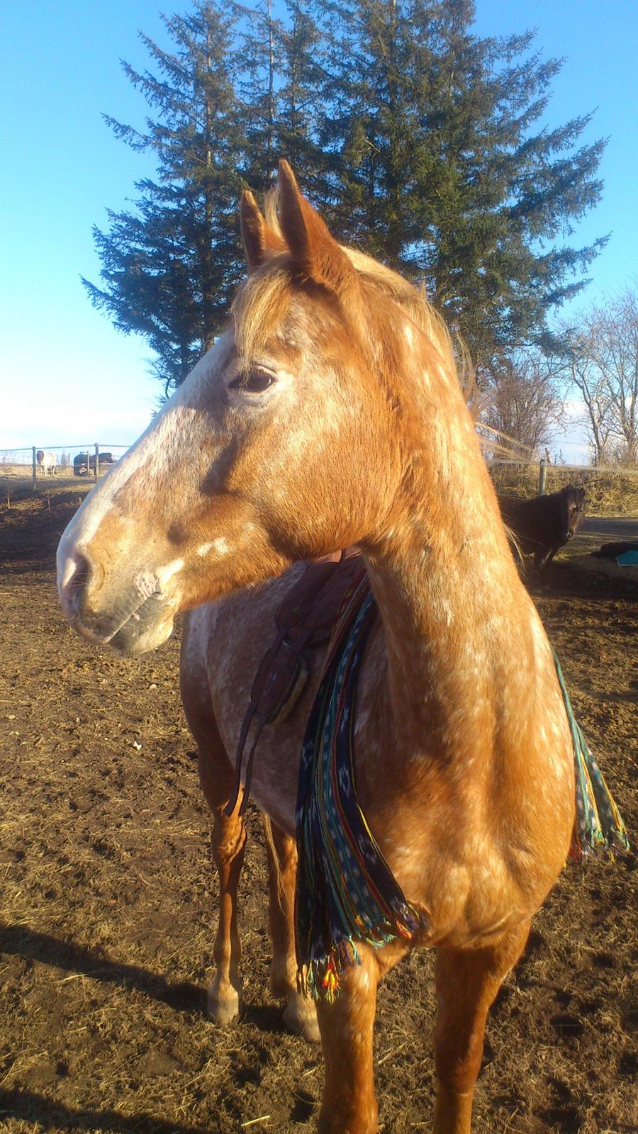 Appaloosa Mister Sebrano billede 23