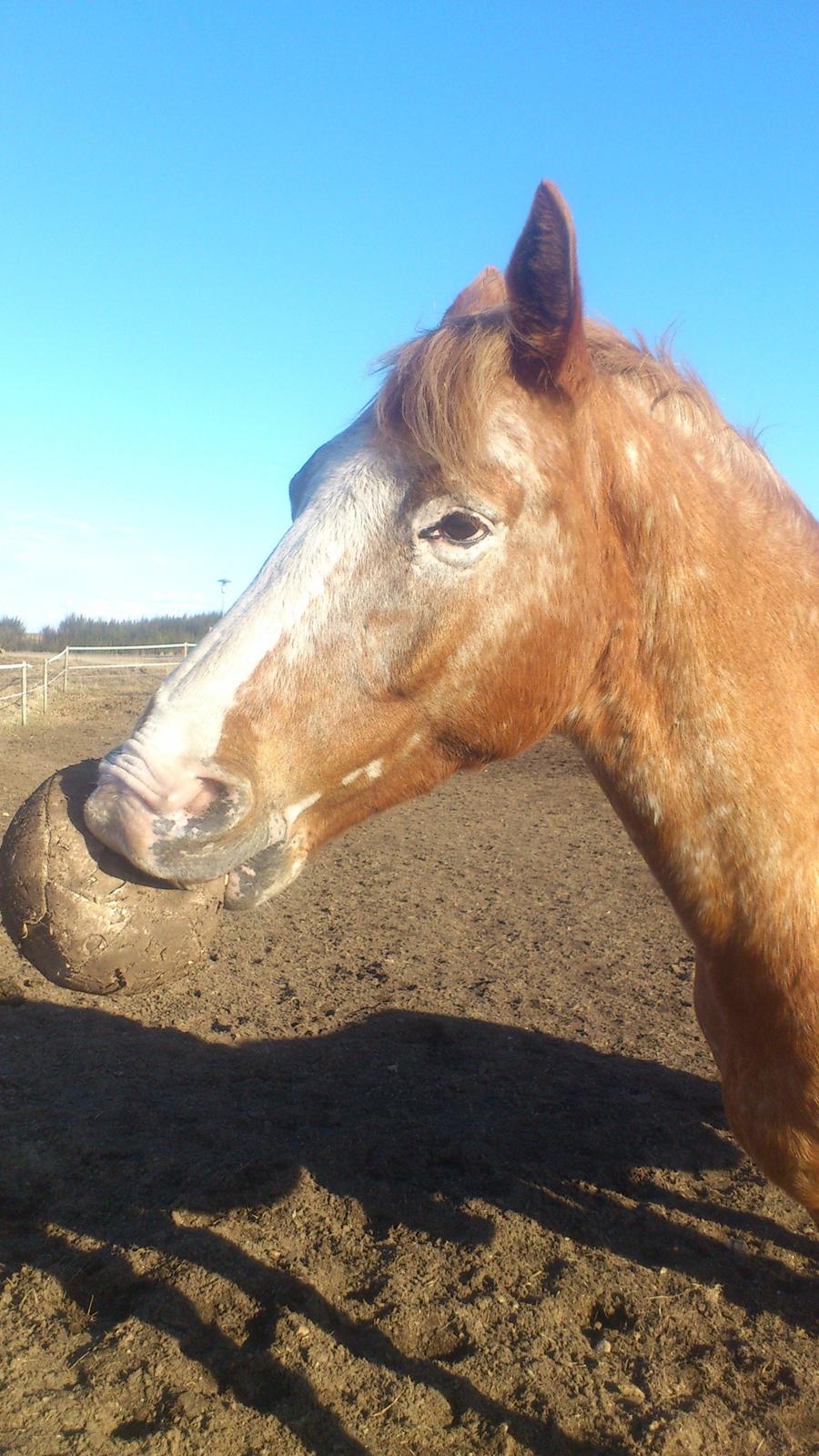 Appaloosa Mister Sebrano billede 9