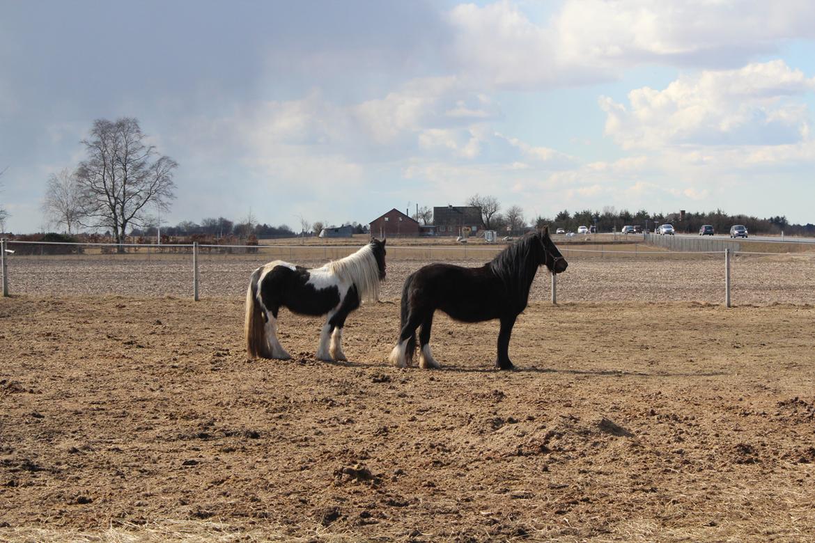 Irish Cob Shakila´s Shanti - Shanti og Sweetie hygger på folden, har vist fået øje på noget. billede 11