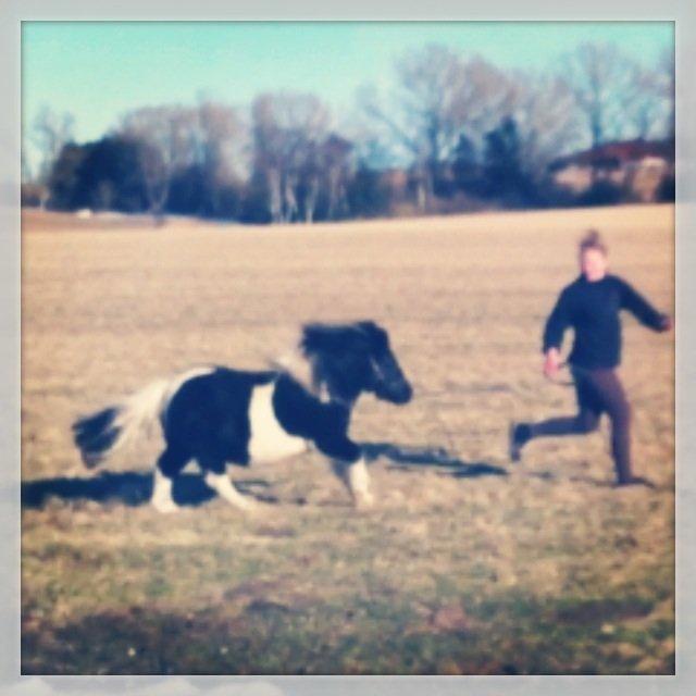 Shetlænder Stjernens Indeed *Dittermand* billede 14