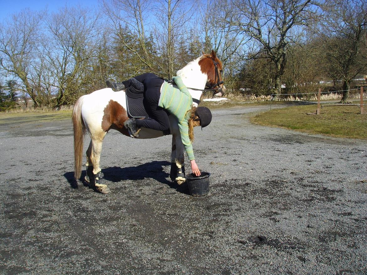 Pinto Sally billede 5