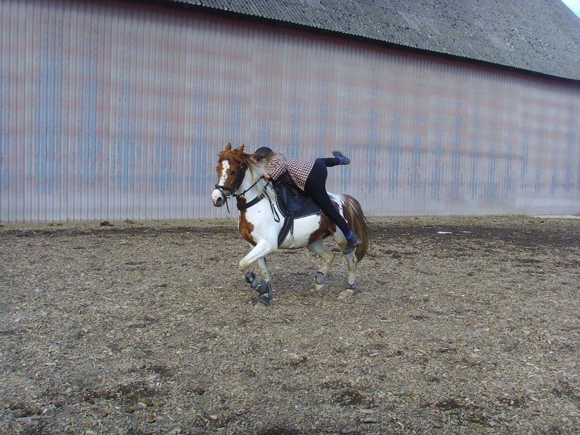 Pinto Sally billede 6