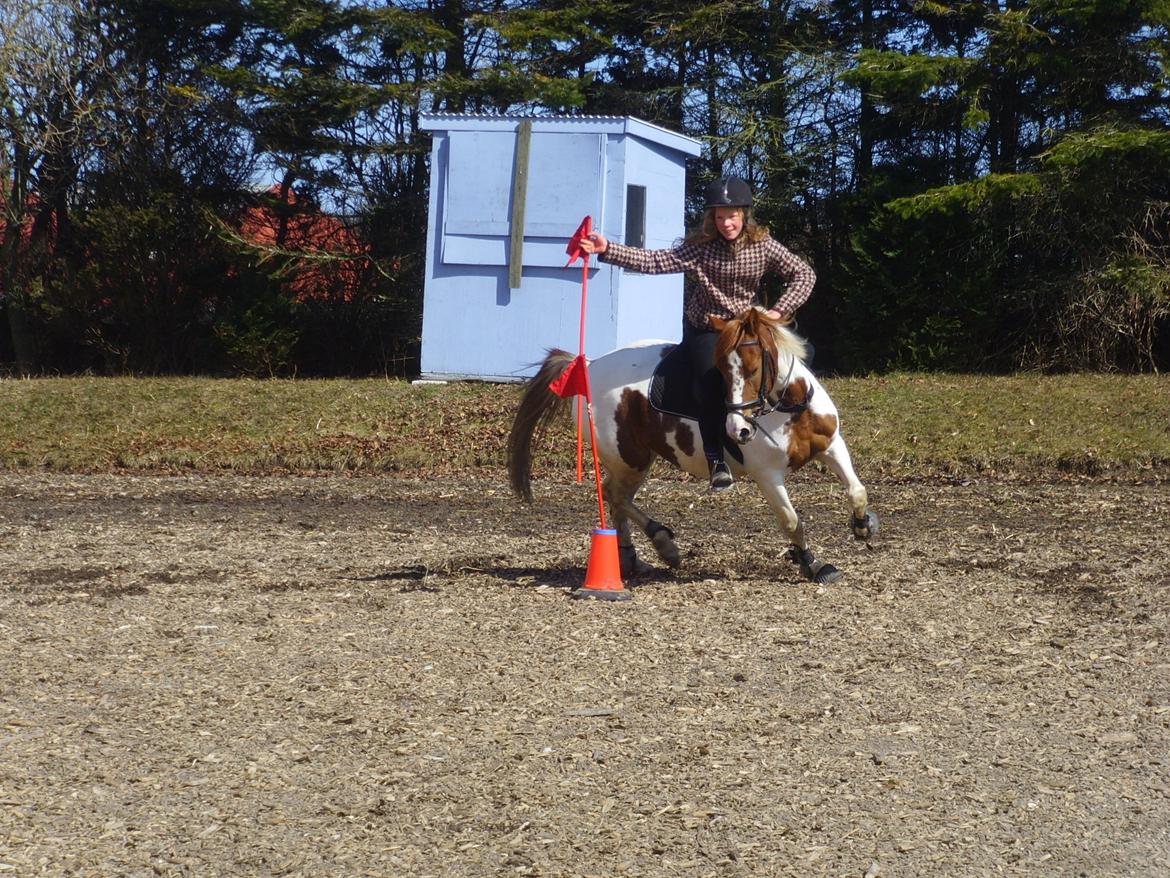 Pinto Sally billede 7