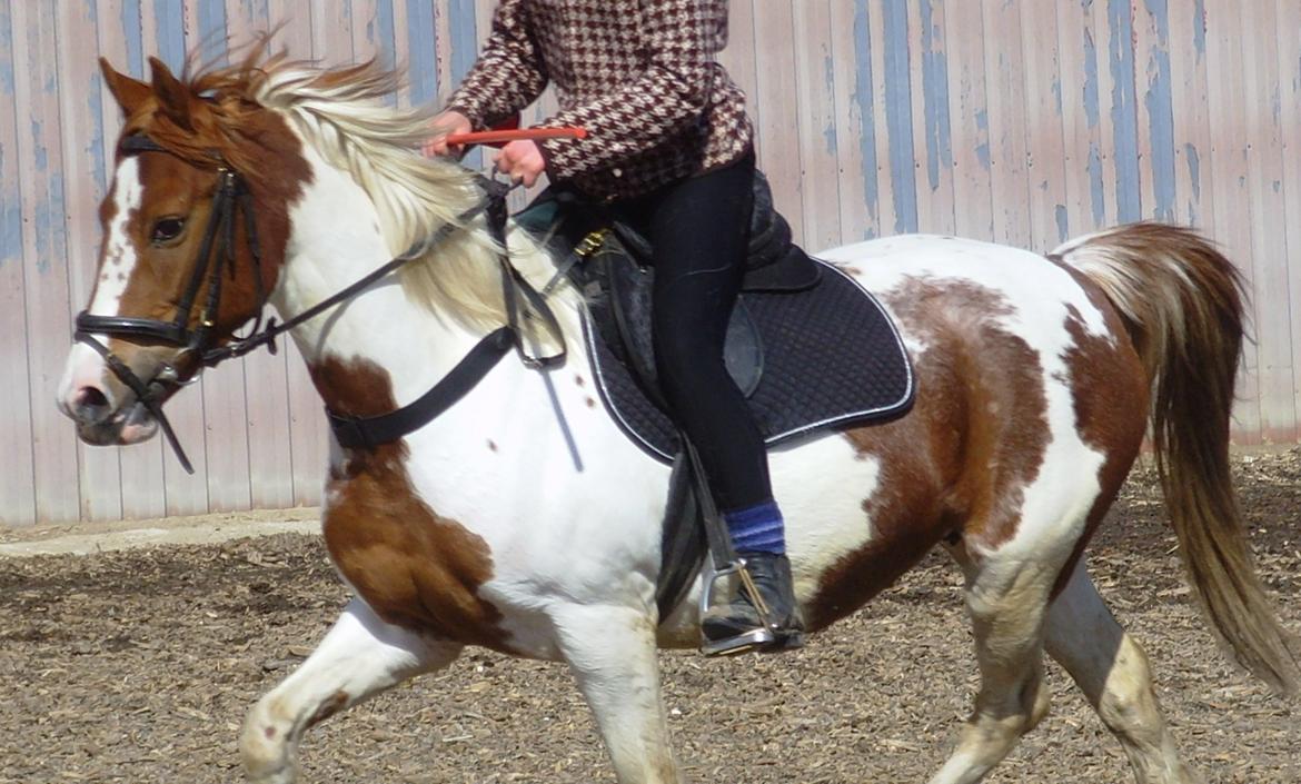 Pinto Sally billede 8