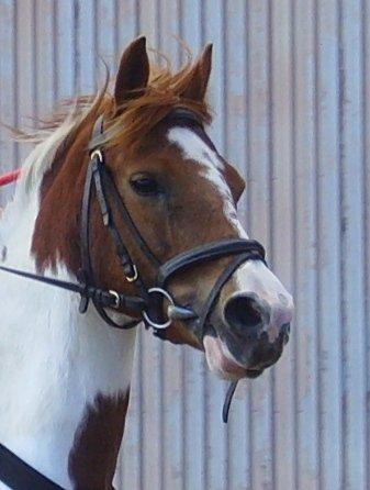 Pinto Sally billede 9