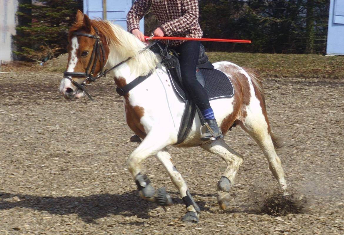 Pinto Sally billede 10