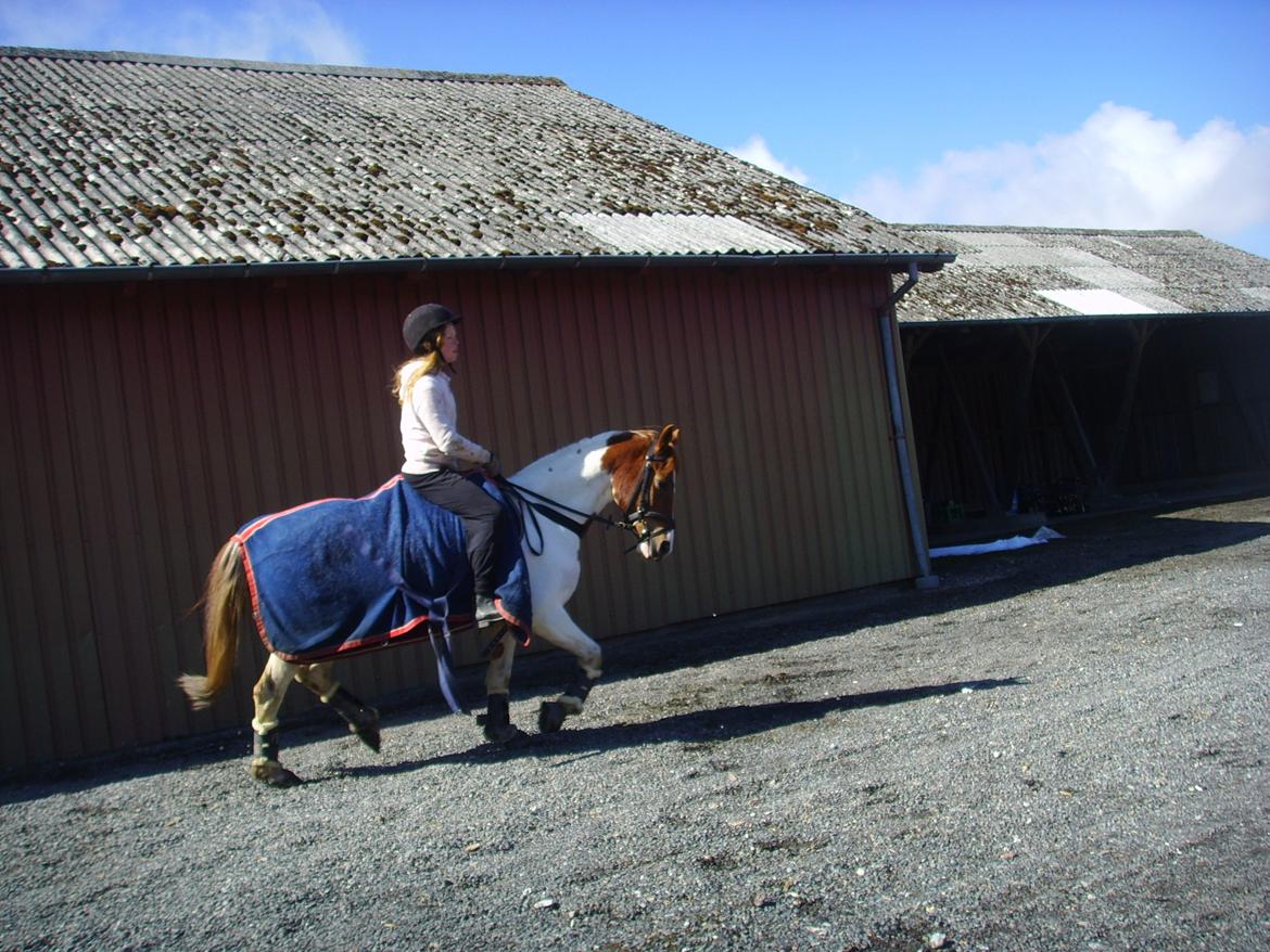 Pinto Sally billede 11