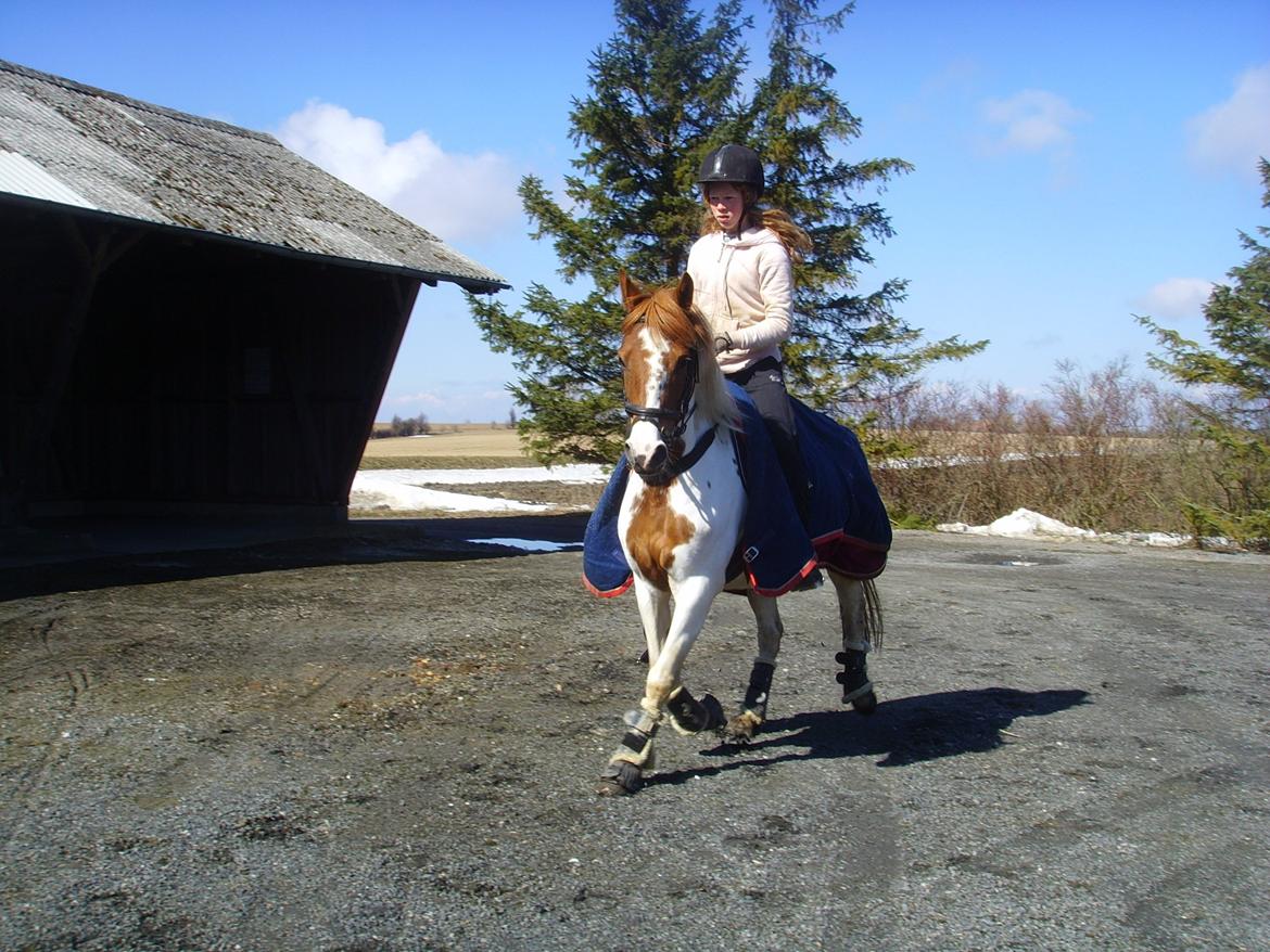 Pinto Sally billede 12