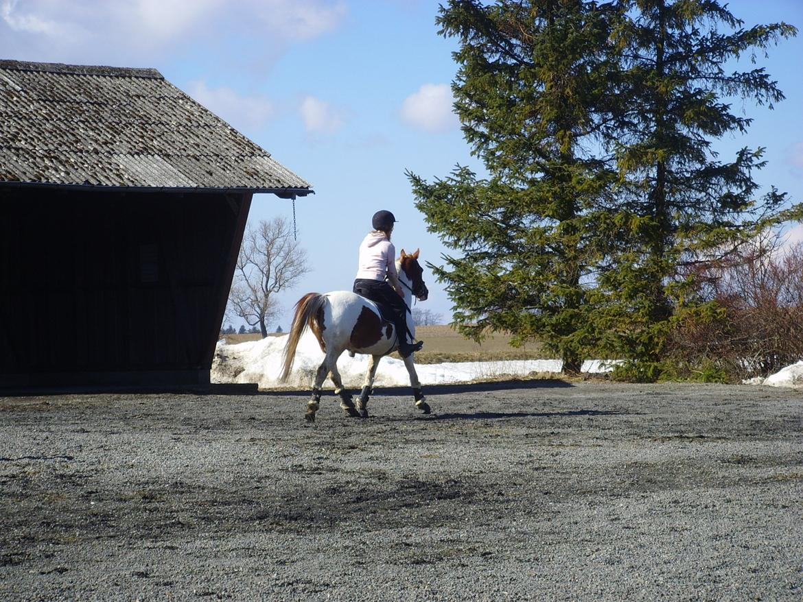 Pinto Sally billede 13