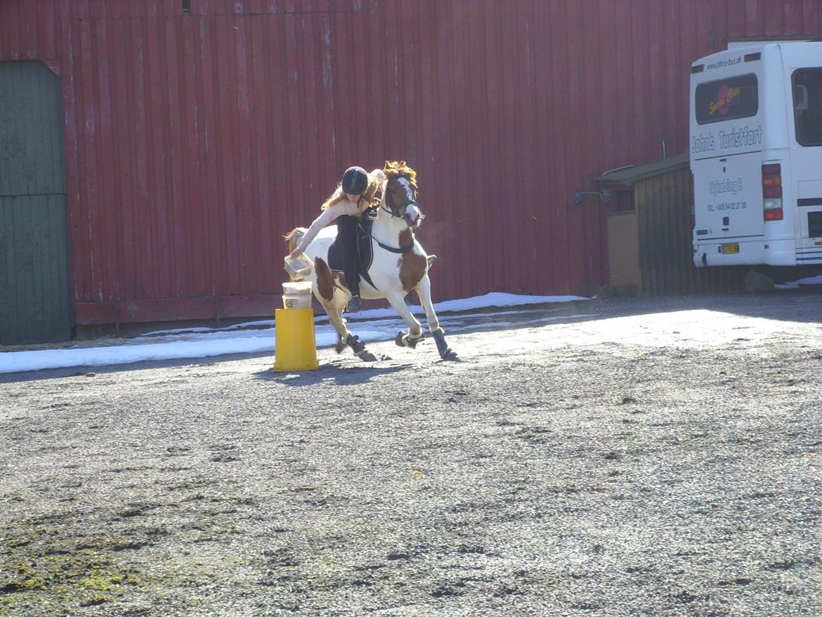 Pinto Sally billede 14