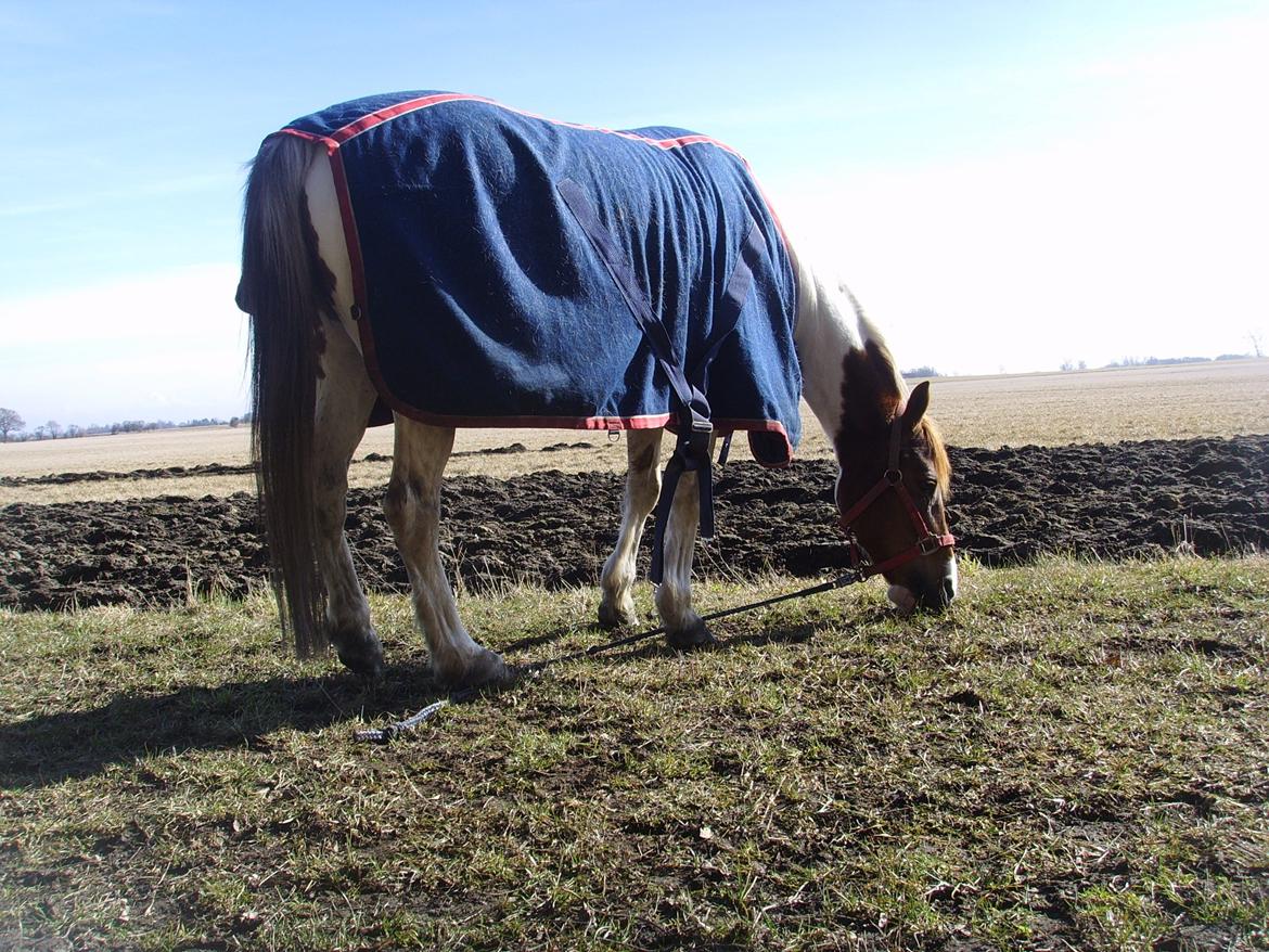 Pinto Sally billede 15