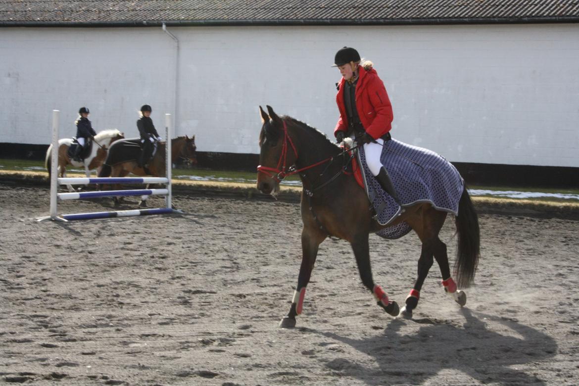Anden særlig race Flying Maddie billede 15