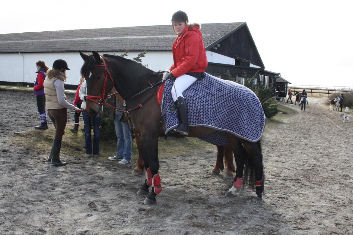 Anden særlig race Flying Maddie billede 3