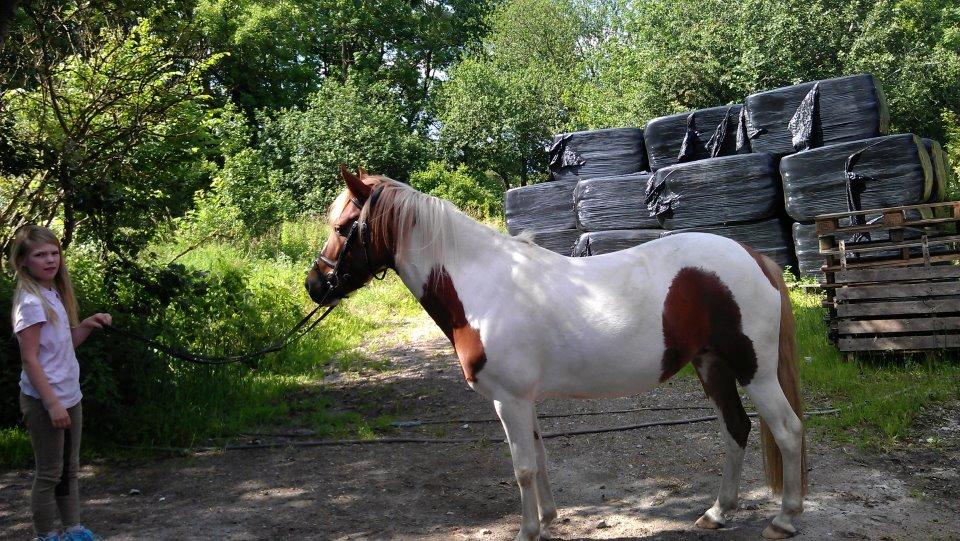 Pinto Cherry billede 10