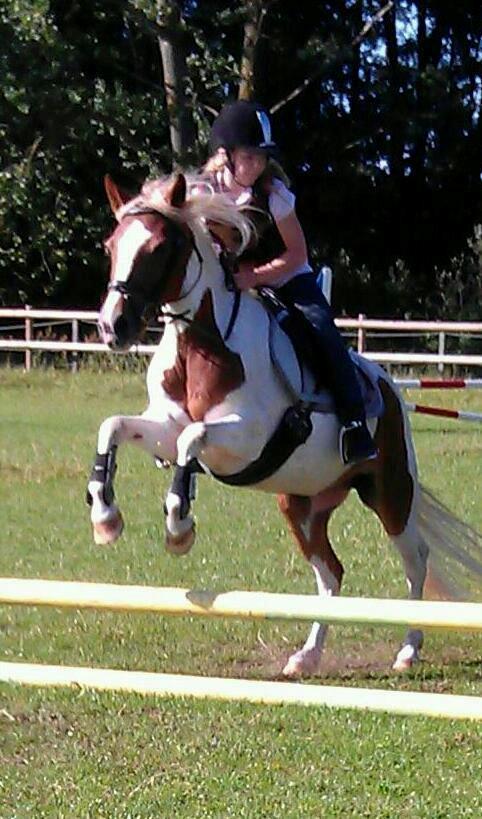 Pinto Cherry - 3. gang Cherry springer med rytter. næste gang startede vi stævne billede 4