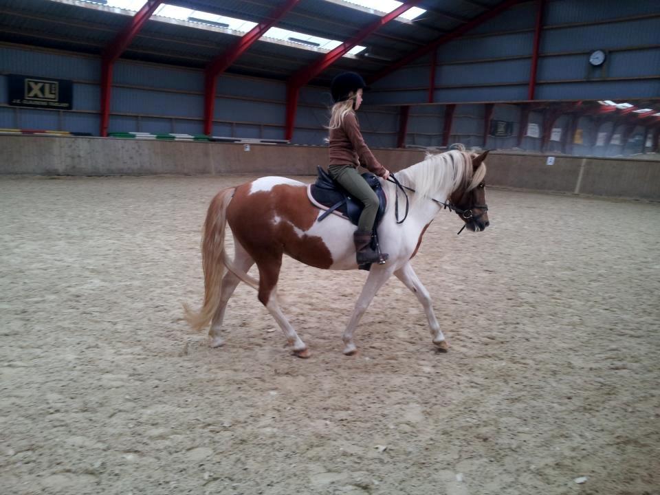 Pinto Cherry - Første gang jeg red på Cherry, da vi var ovre og prøve hende. billede 11