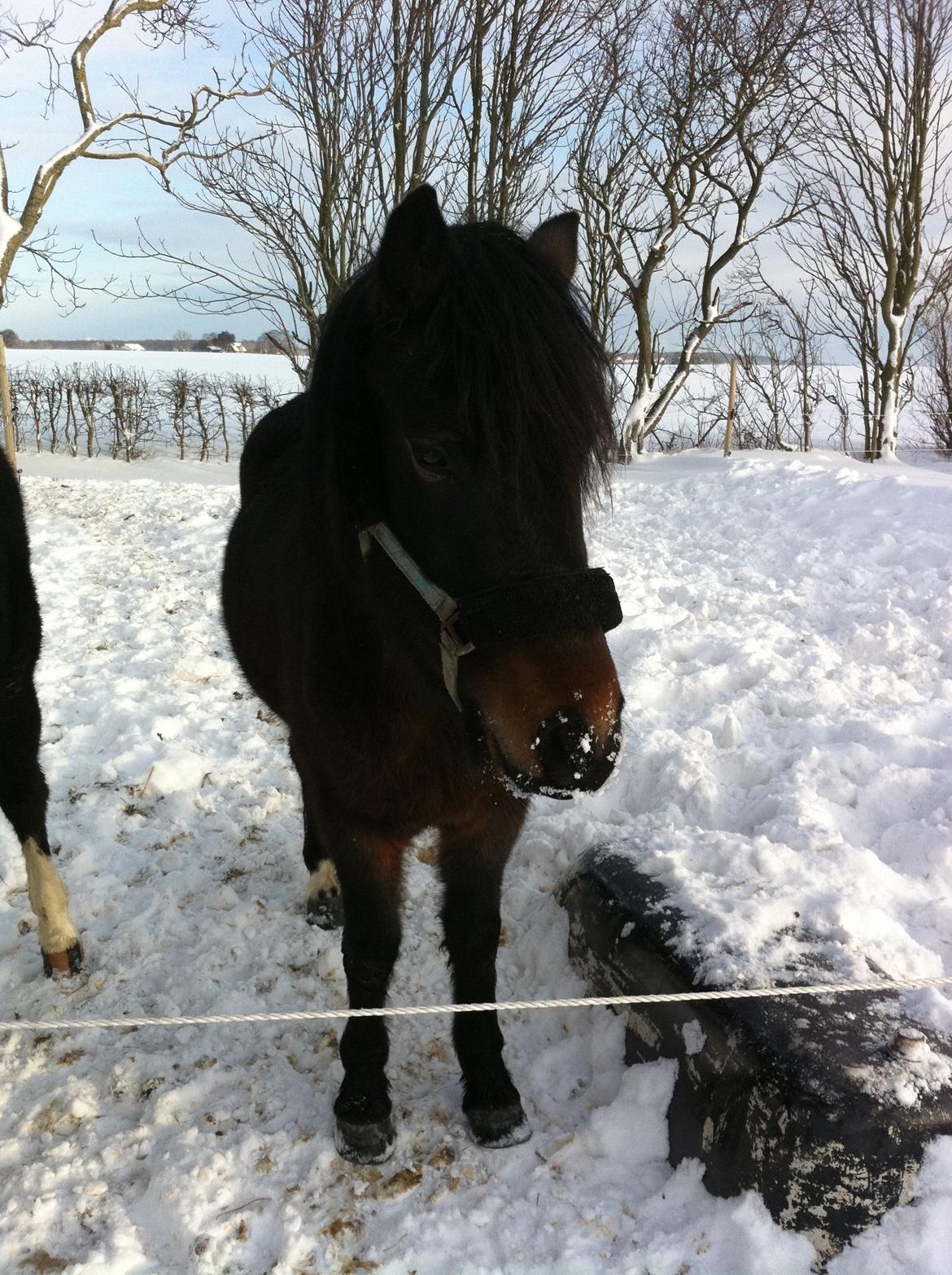 Anden særlig race Bounty - Min pjuskede vinter pony:) billede 4