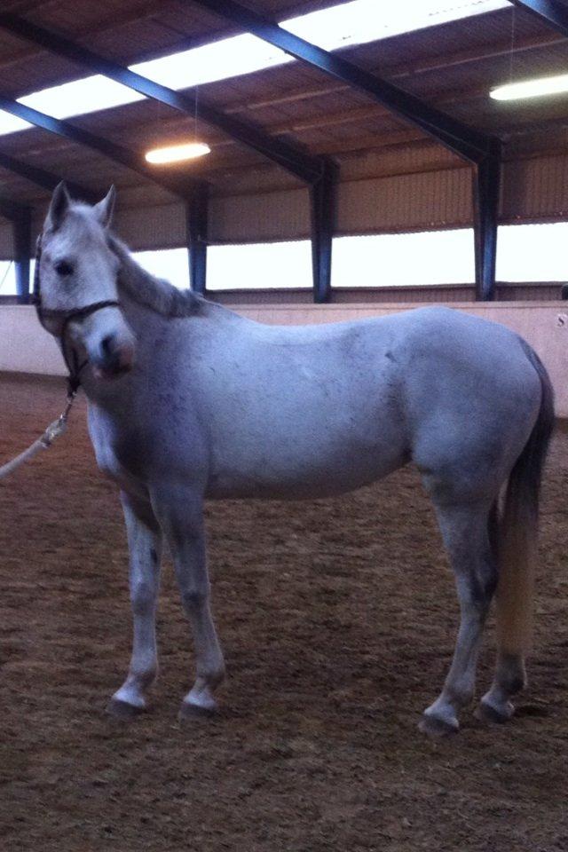 Arabisk fuldblod (OX) Zasba (Teddy) <3 billede 4