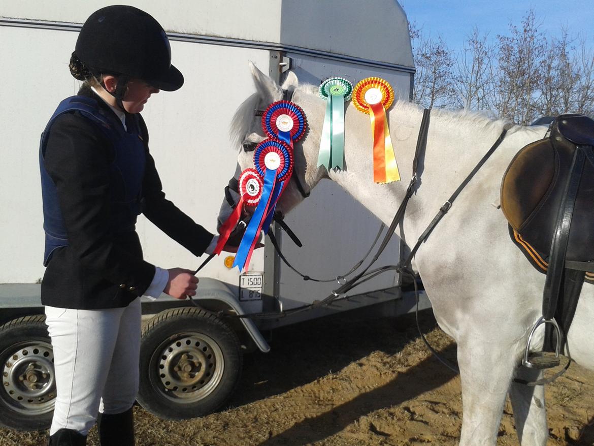 DSP Nørlunds Sally Maree - 5/4 
315 dage er gået, og ponyen har bevist hun er en stjerne.! Det blev ikke til mange sløjfer, men er rigtig stolt for dem det blev til! billede 5