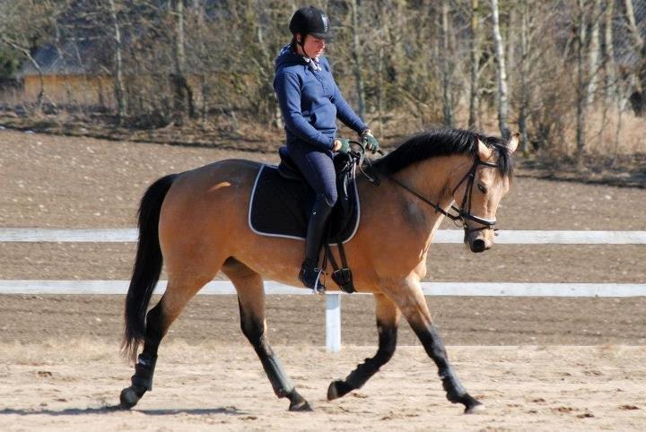 Palomino Miss Alba billede 20