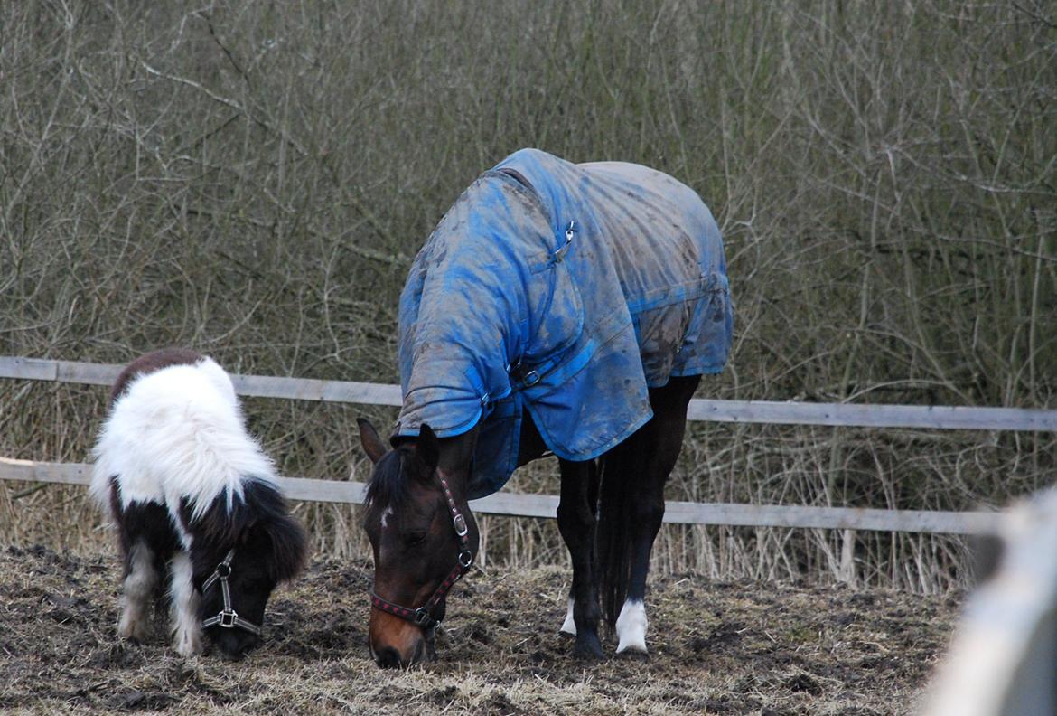 Miniature Shetlænder lille hesten billede 7