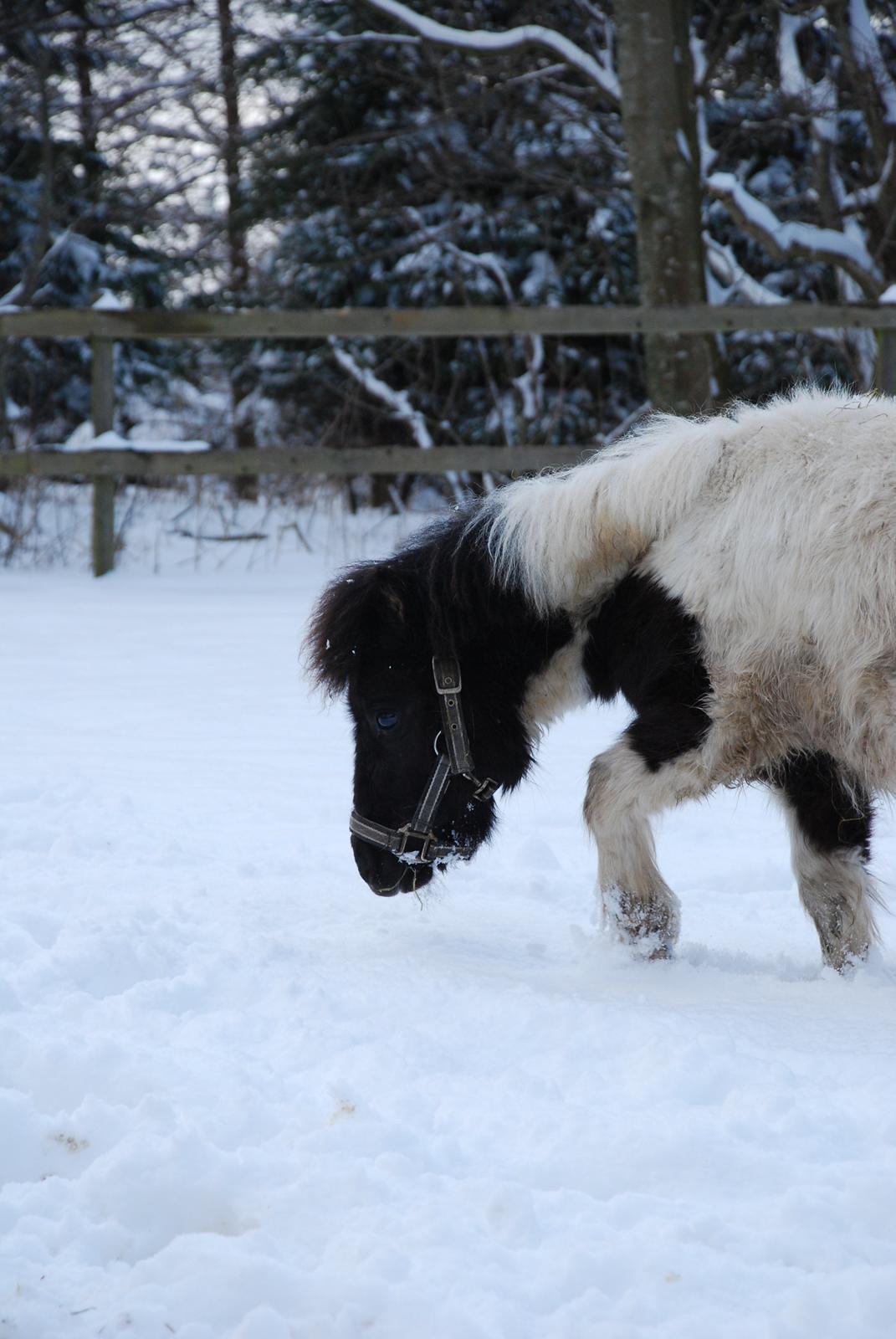 Miniature Shetlænder lille hesten billede 9