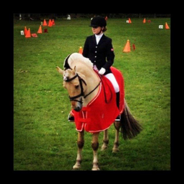 Fjordhest Florian Skovå billede 17