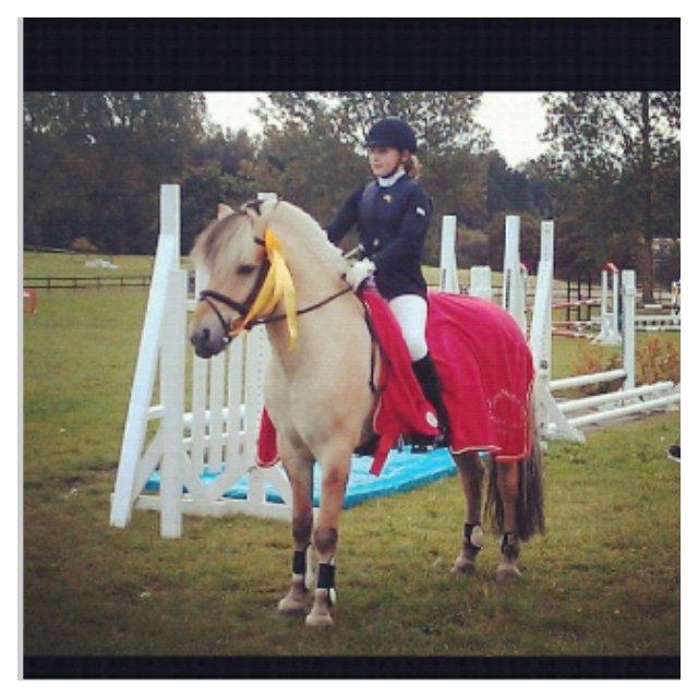 Fjordhest Florian Skovå billede 18