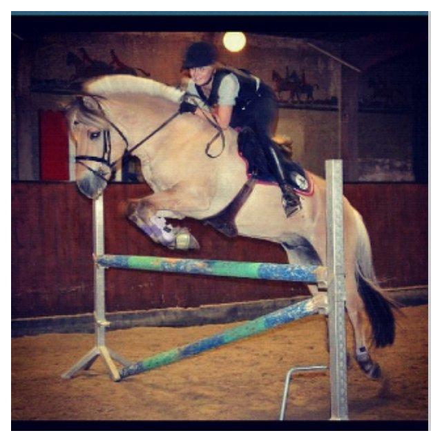 Fjordhest Florian Skovå billede 19