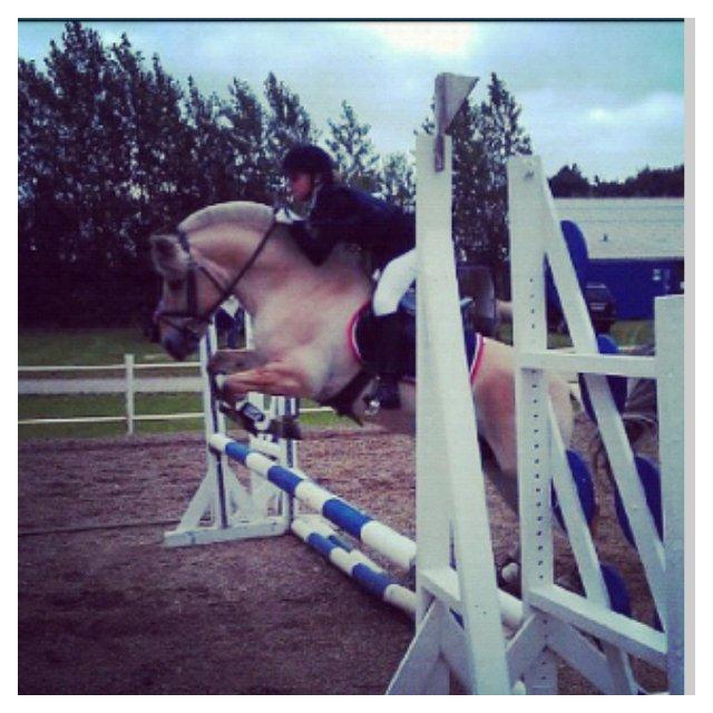 Fjordhest Florian Skovå billede 20