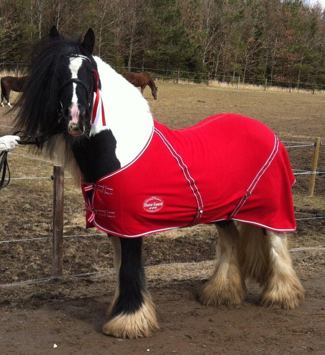 Tinker Lillevang´s Gigant/MODEL R.i.p. - - Kåret som 13 årig, som FLØJ-hingst og dagens bedste, inddelt som Cob-type, blev 1. premium og STAR, med 232 point. billede 7