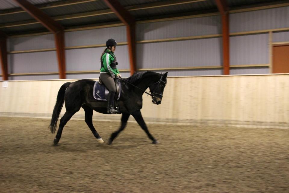 Oldenborg Zafir *Rideskole hest* billede 6