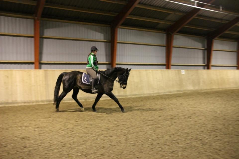 Oldenborg Zafir *Rideskole hest* billede 7