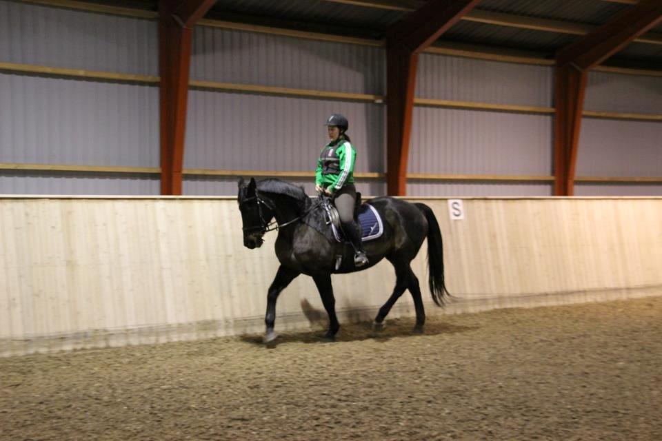 Oldenborg Zafir *Rideskole hest* billede 10