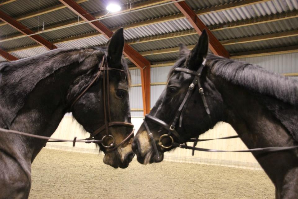 Oldenborg Zafir *Rideskole hest* - Til venstre søsteren Choko og til højre Zafir billede 11