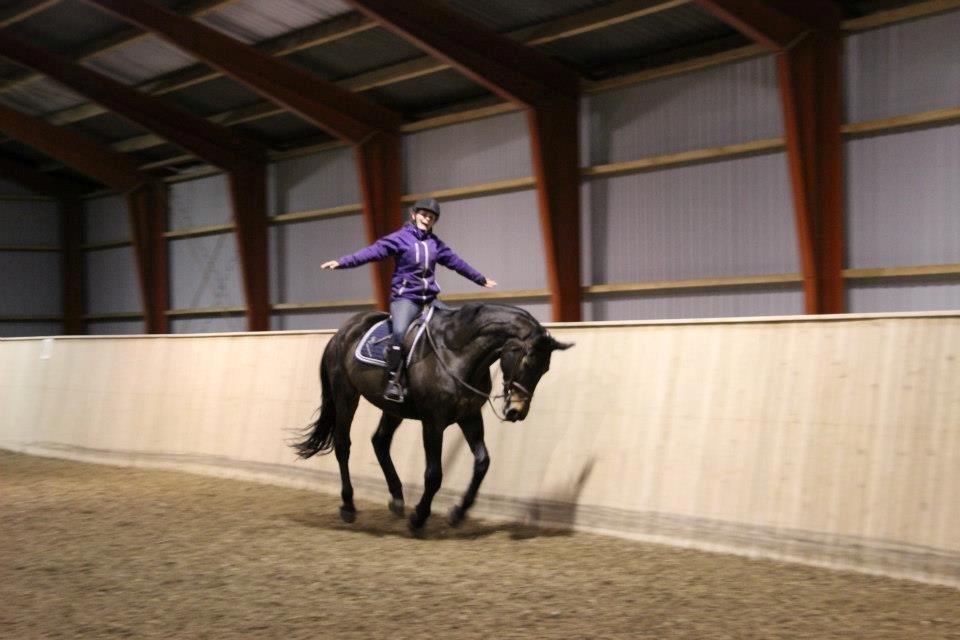 Oldenborg Choko *Rideskole hest* billede 4