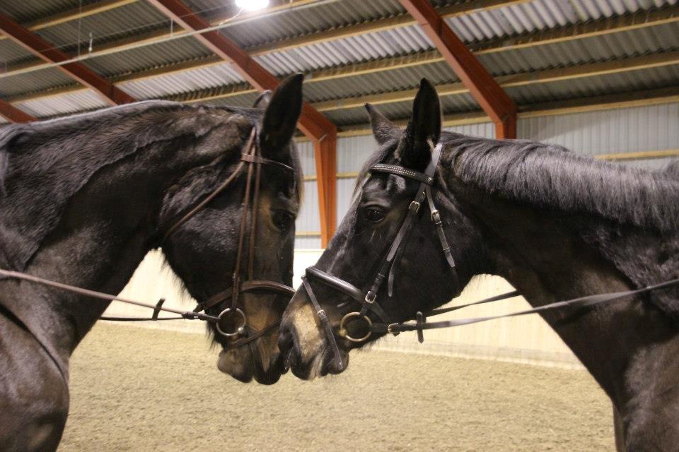 Oldenborg Choko *Rideskole hest* billede 10