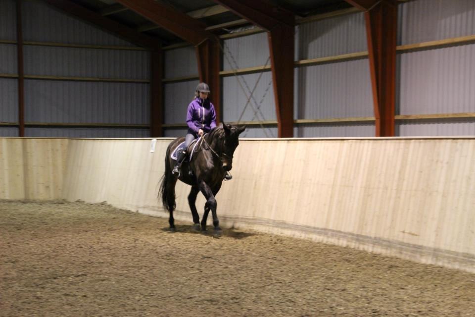 Oldenborg Choko *Rideskole hest* billede 12