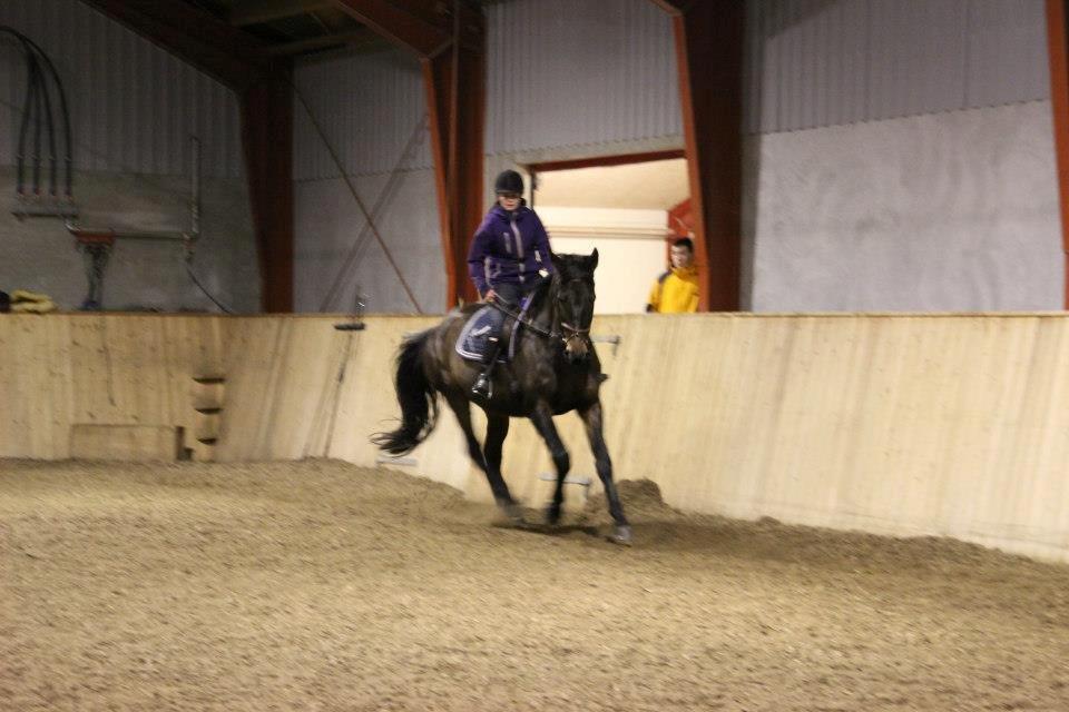 Oldenborg Choko *Rideskole hest* billede 14