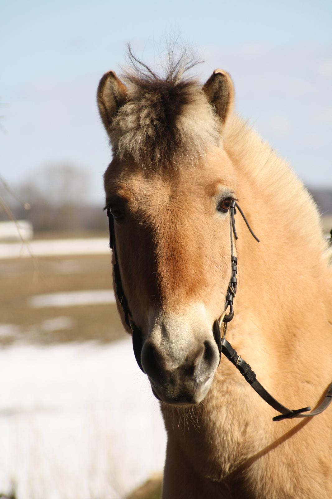 Fjordhest - Fabel Stanstorp - Mit smukke Fabeldyr <3 billede 16