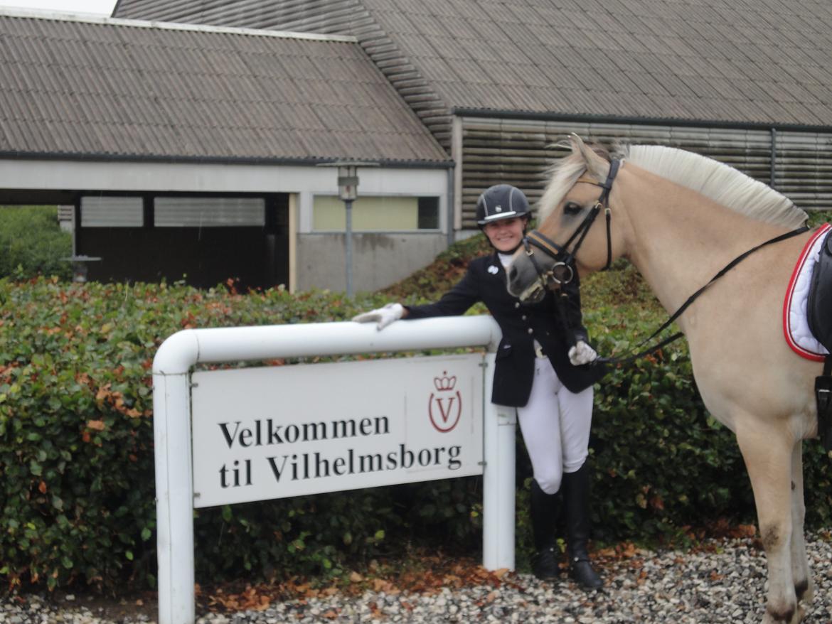 Fjordhest Zicco Fjordlyst - Fjordheste Championat på Vilhelmsborg  billede 11