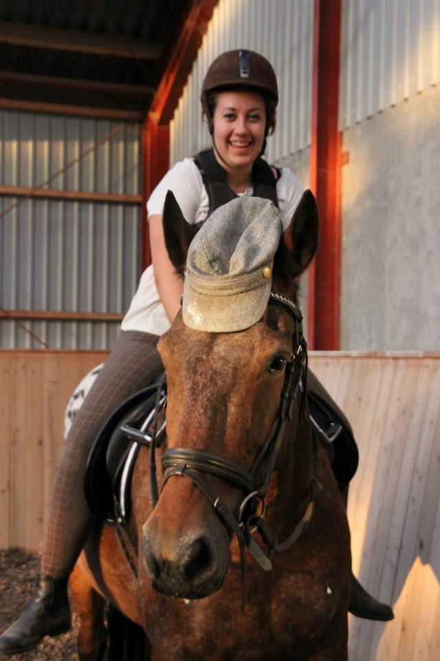 Appaloosa Rasmus *Rideskole hest* billede 1