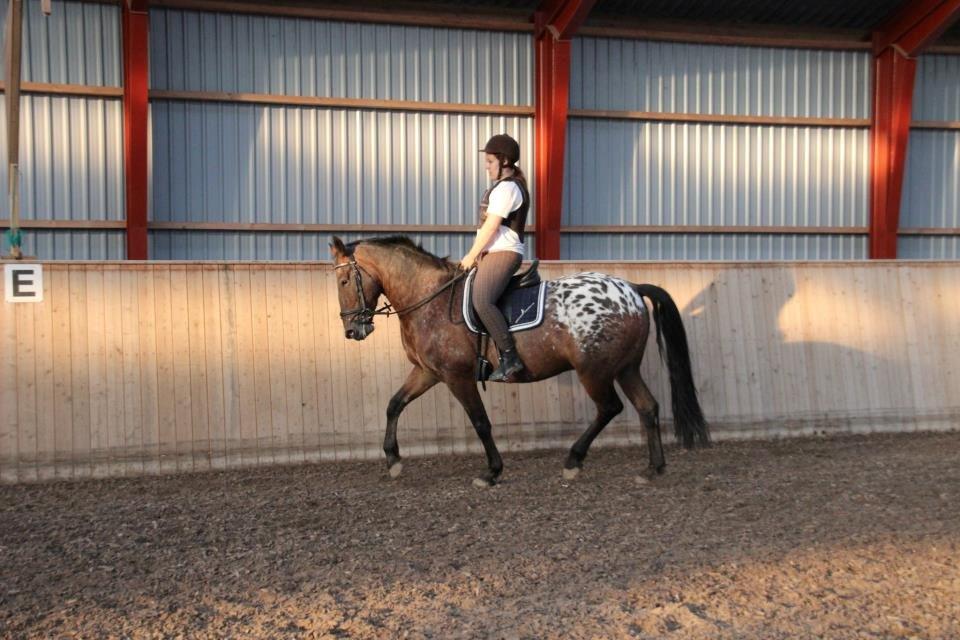 Appaloosa Rasmus *Rideskole hest* billede 2