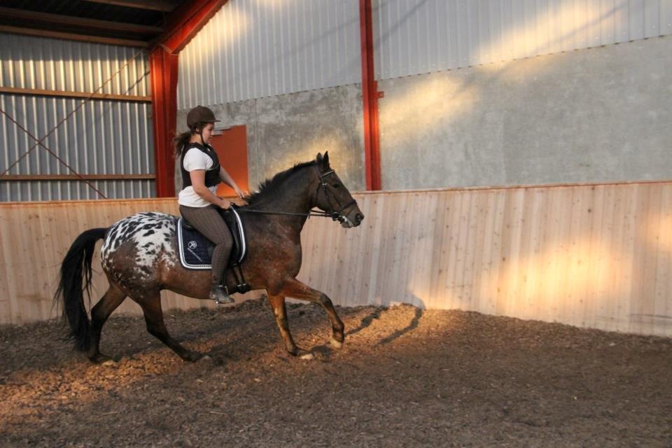 Appaloosa Rasmus *Rideskole hest* billede 4